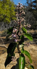 Vitex trifolia