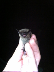 Myotis leibii