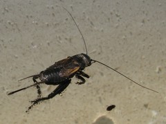 Melanogryllus desertus