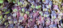 Asterella tenella
