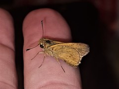 Parnara amalia
