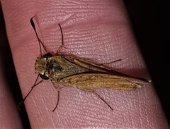 Parnara amalia
