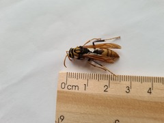 Polistes tepidus
