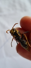 Polistes tepidus