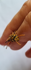 Polistes tepidus