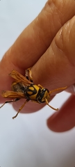 Polistes tepidus