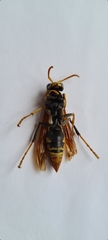 Polistes tepidus