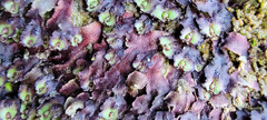 Asterella tenella