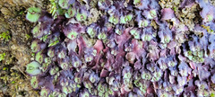 Asterella tenella