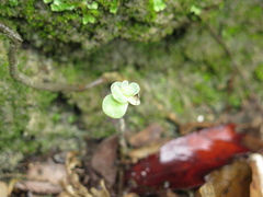 Sedum palmeri