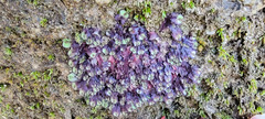 Asterella tenella