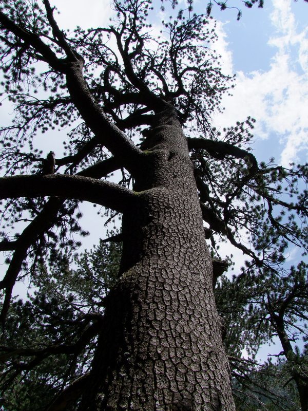 Bosnian pine