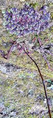 Asterella tenella