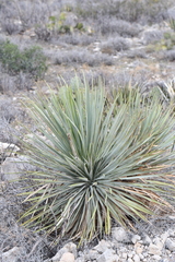 Yucca reverchonii