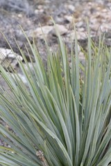 Yucca reverchonii