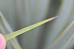 Yucca reverchonii