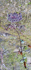 Asterella tenella