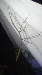 Phanocloidea muricata