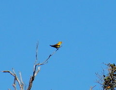 Polytelis anthopeplus anthopeplus