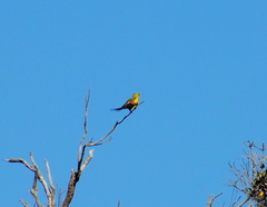 Polytelis anthopeplus anthopeplus