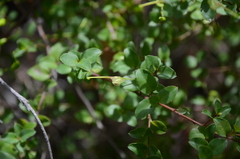Grevillea singuliflora