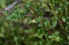 Grevillea singuliflora