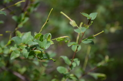 Grevillea singuliflora