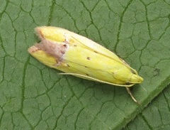 Gymnobathra flavidella