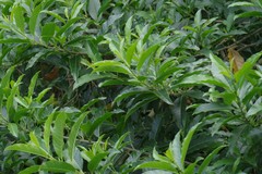 Cestrum laevigatum