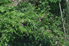 Ipomoea carnea