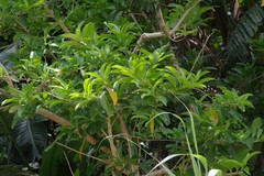 Cestrum laevigatum