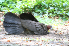 Alectura lathami lathami