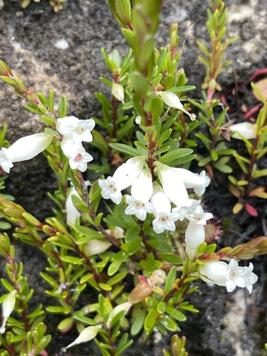 Epacris lithophila