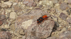 Odynerus cinnabarinus