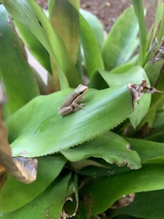 Litoria bicolor