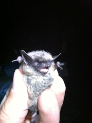 Myotis leibii