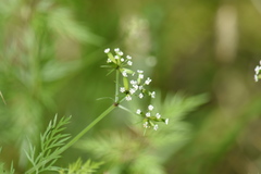 Trepocarpus aethusae