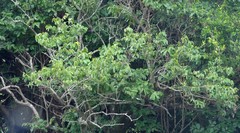 Bridelia micrantha