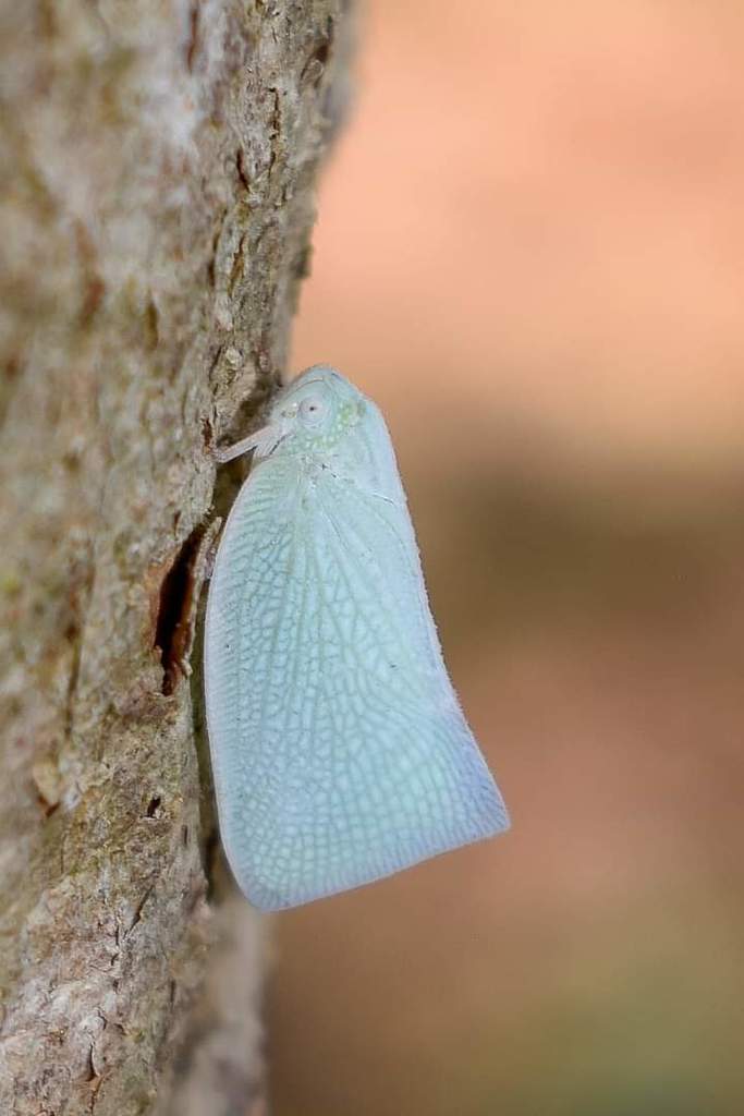 Flata ferrugata