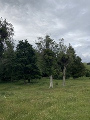 Elaeocarpus dentatus