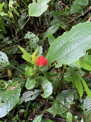 Malvaviscus palmanus