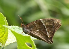 Corades argentata
