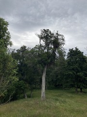 Elaeocarpus dentatus