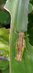 Pseudoxya