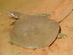 Apalone mutica mutica