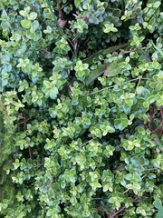 Metrosideros perforata