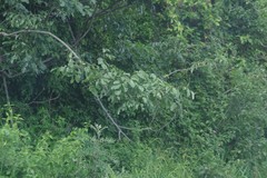 Dalbergia obovata