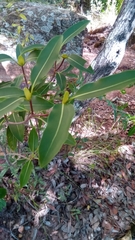 Coptosperma