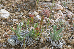 Comandra umbellata pallida