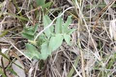 Lobelia concolor